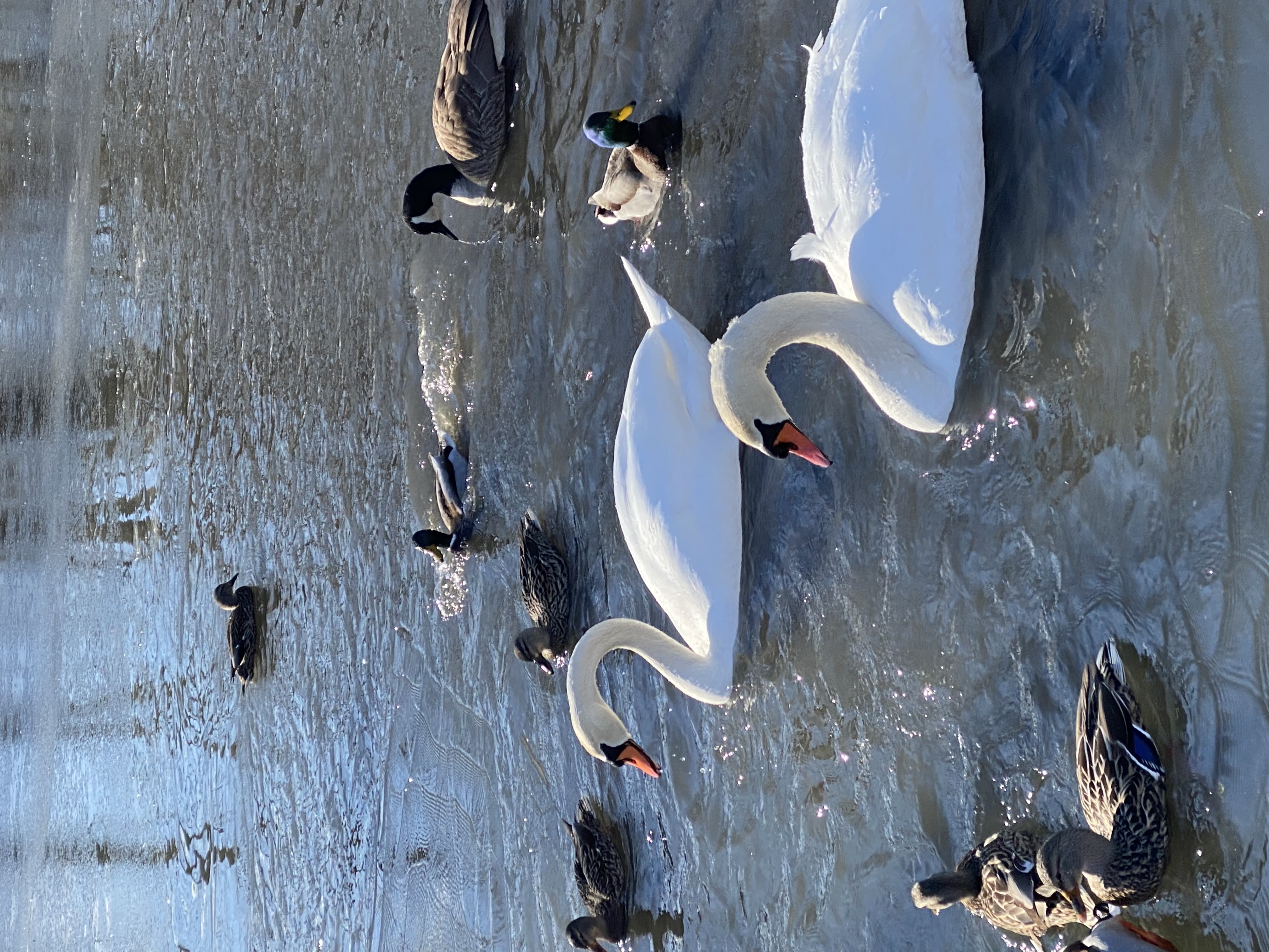 Swans