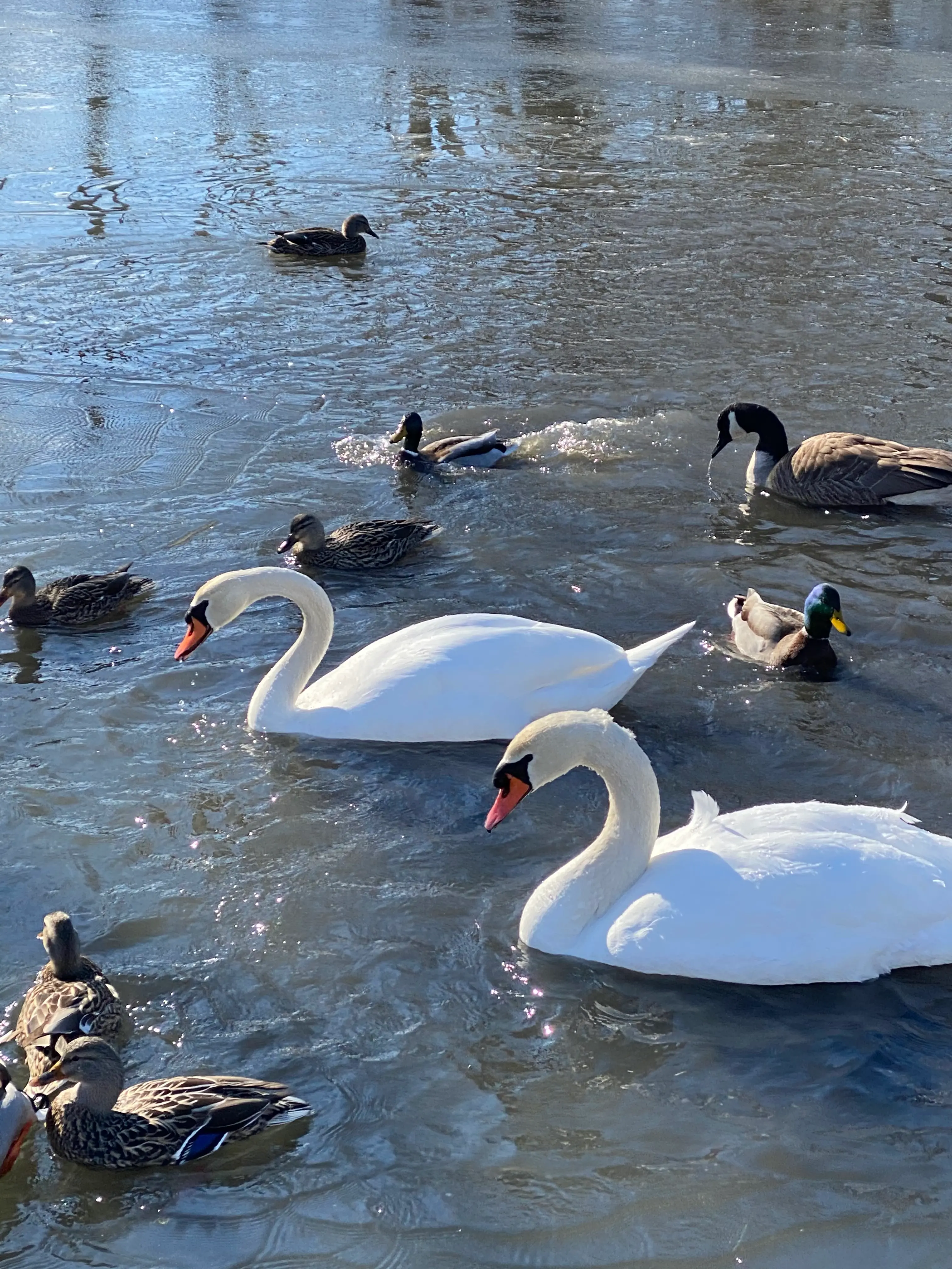 Swans